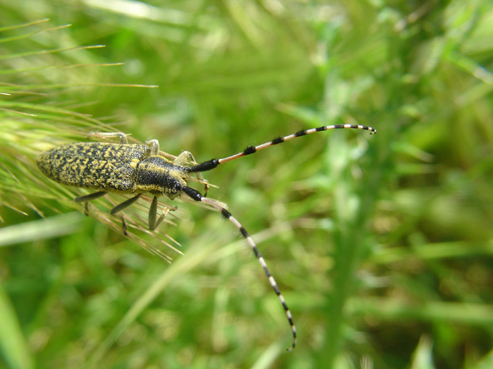 Agapanthia sicula malmerendii